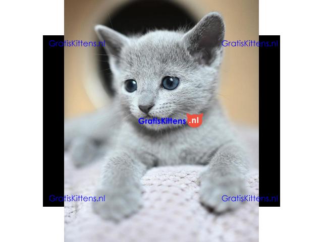 ik heb 4 prachtige russische blauwe kitten te koop ik heb mama kan worden
