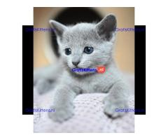 ik heb 4 prachtige russische blauwe kitten te koop ik heb mama kan worden
