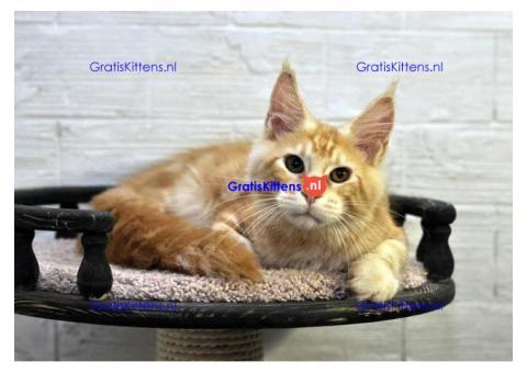 K dispozici Mainská mývalí koťata