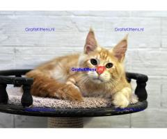 K dispozici Mainská mývalí koťata