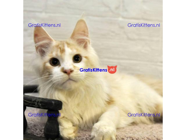 K dispozici Mainská mývalí koťata