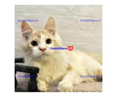 K dispozici Mainská mývalí koťata