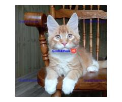 Okouzlující Maine Coon Kotě Na Prodej