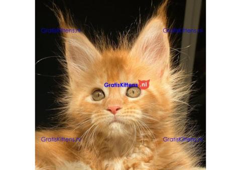 Okouzlující Maine Coon Kotě Na Prodej