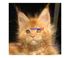 Okouzlující Maine Coon Kotě Na Prodej