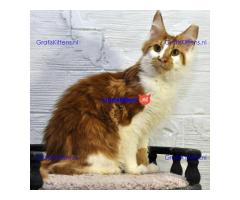 Kwaliteit Maine Coon kittens