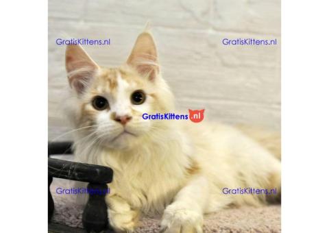 Maine Coon katten beschikbaar
