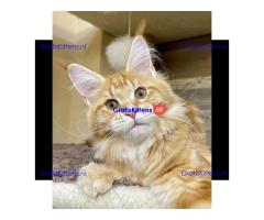 Mooie Maine Coon-kittens,