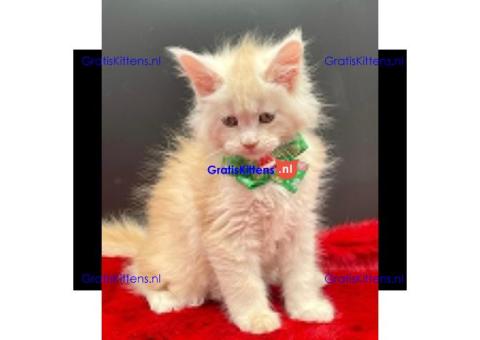 Mooie Maine Coon-kittens