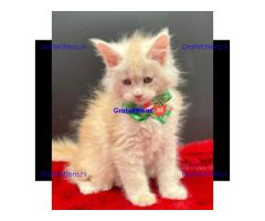 Mooie Maine Coon-kittens