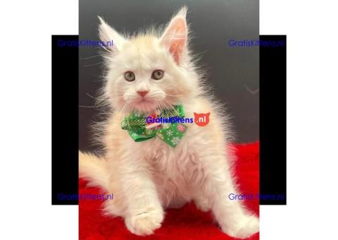 Mooie Maine Coon-kittens