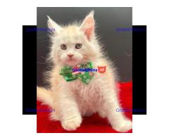 Mooie Maine Coon-kittens