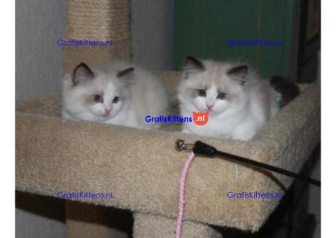 geregistreerde stamboom Ragdoll kittens