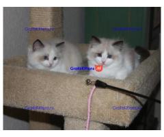 geregistreerde stamboom Ragdoll kittens