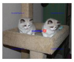 geregistreerde stamboom Ragdoll kittens