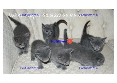 Prachtig Russisch blauw kitten met volledige stamboom