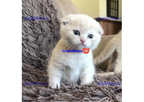 Britse Korthaar/Scottish Fold Blauw en Lilac kitten