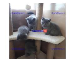 Cattery Kittens te koop €200