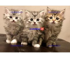 Cattery Kittens te koop €200