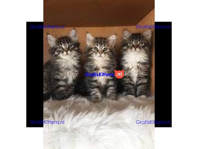 Cattery Kittens te koop €200