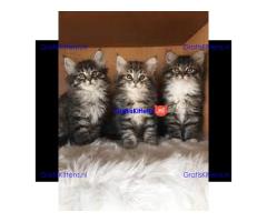 Cattery Kittens te koop €200