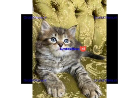 Cattery Kittens te koop €200