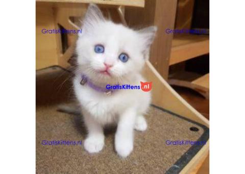 ragdoll-kittens ter adoptie