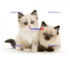 Thuis opgevoede Ragdoll-kittens.