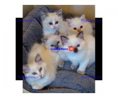 Thuis opgevoede Ragdoll-kittens.