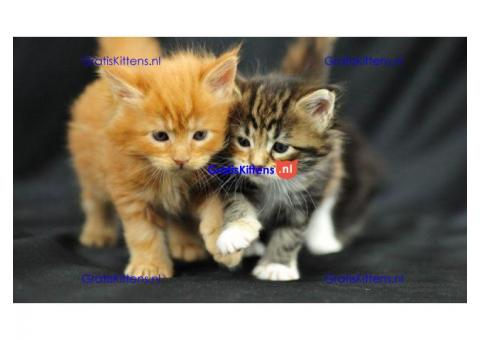 schattige maine coon kittens voor adoptie