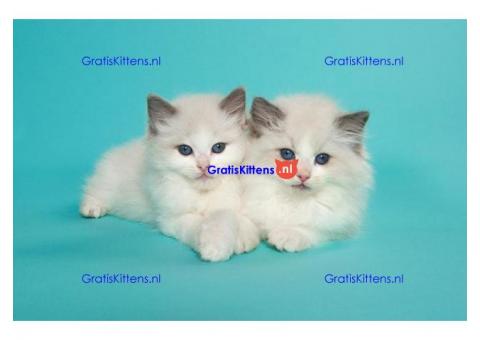 ragdoll kittens voor adoptie