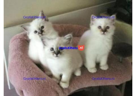 Ragdoll kittens voor adoptie