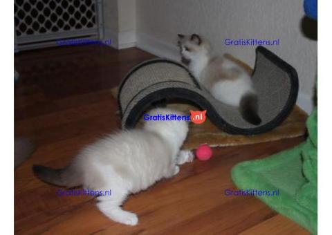 geregistreerde stamboom Ragdoll kittens