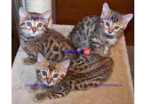 super bengaalse kittens ter adoptie