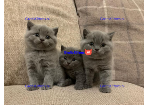 Schattige britse korthaar kittens