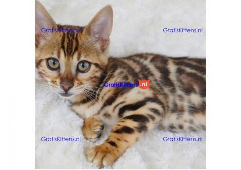 Bengaalse kitten te koop