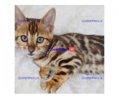 Bengaalse kitten te koop