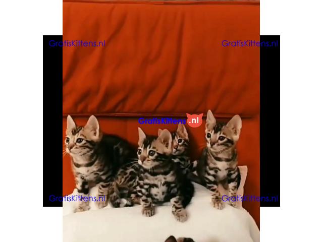 Bengaalse kitten te koop