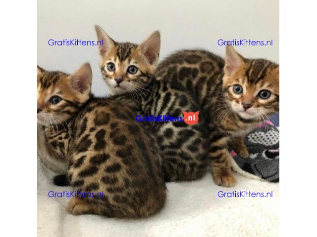 Bengaalse kitten te koop