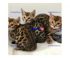 Bengaalse kitten te koop