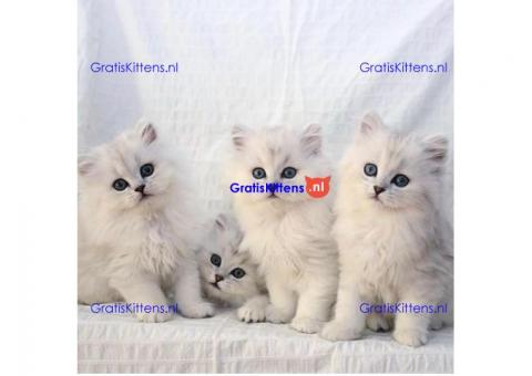 Brits langhaar zoekt nieuw huis