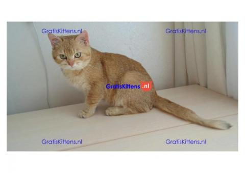 Britse korthaar beschikbaar voor mooie huizen