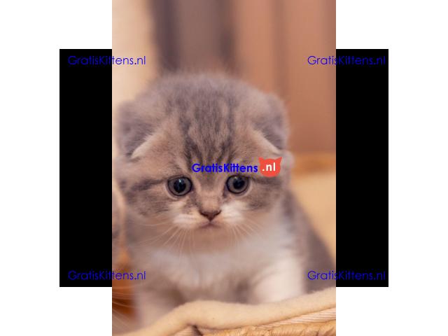 Champions Bloodlines Unieke Schotse kittens
