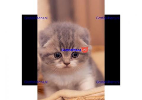 Champions Bloodlines Unieke Schotse kittens