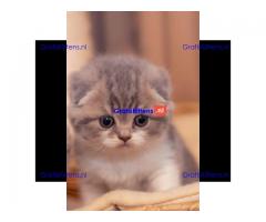 Champions Bloodlines Unieke Schotse kittens