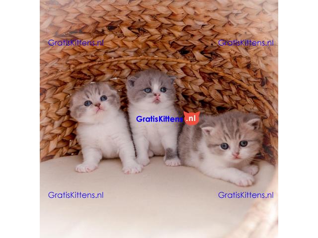 Champions Bloodlines Unieke Schotse kittens