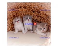 Champions Bloodlines Unieke Schotse kittens