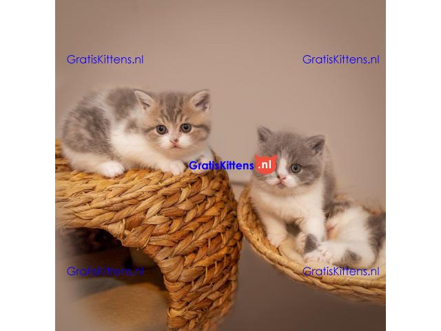Champions Bloodlines Unieke Schotse kittens