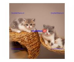 Champions Bloodlines Unieke Schotse kittens