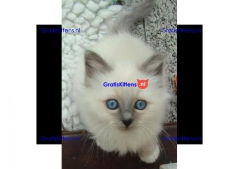 Aanhankelijke Birmaan kittens met papieren